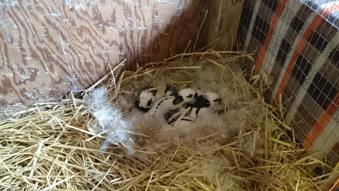 Kanin Laban - Labans små børn :D billede 7