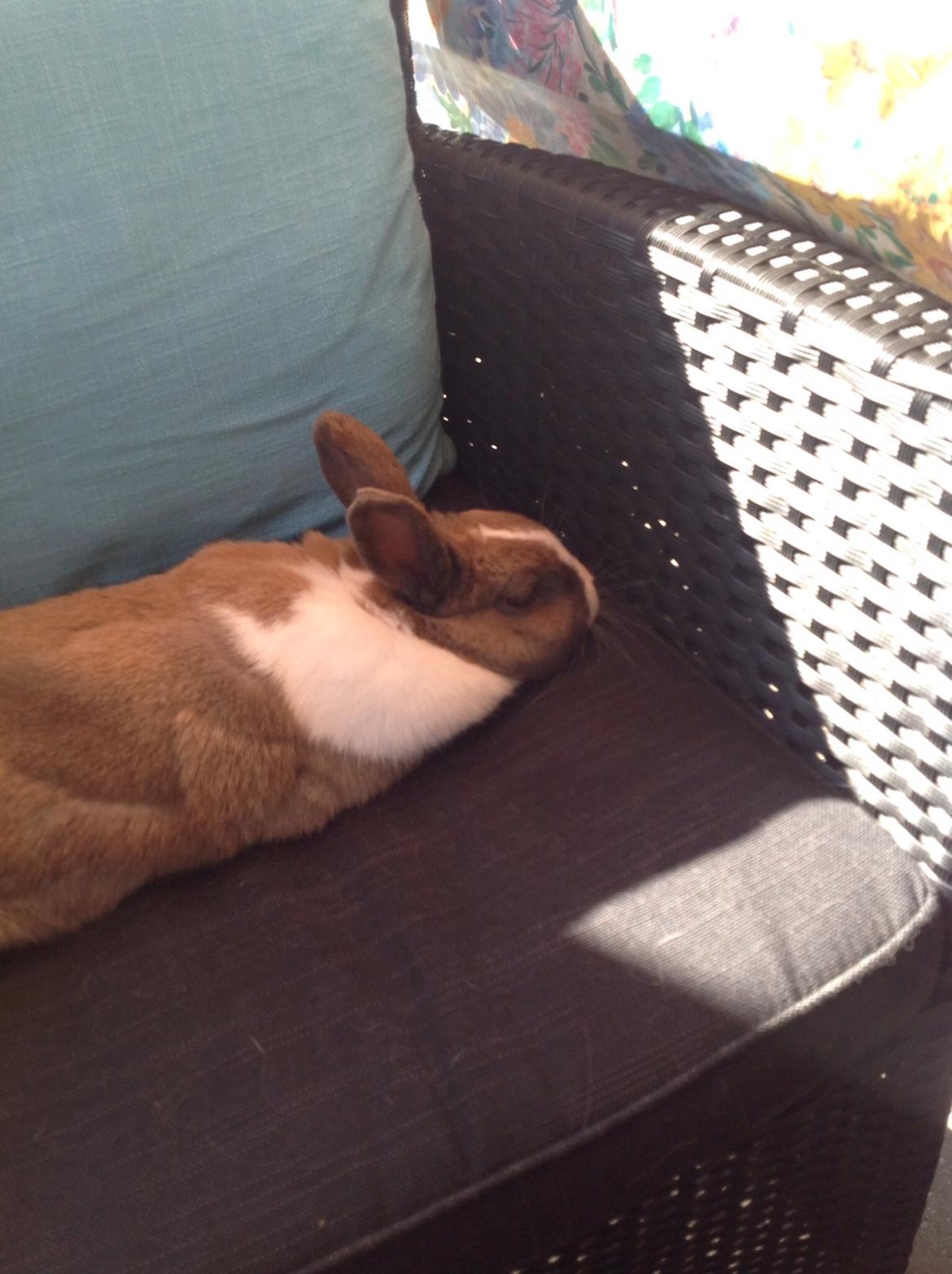 Kanin   Karamel billede 1