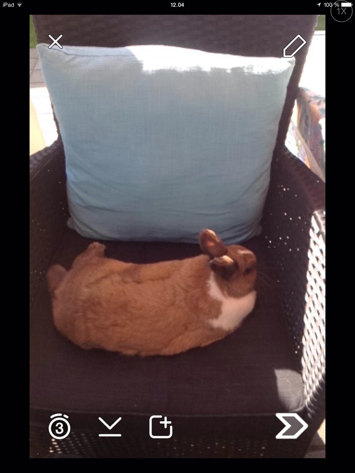 Kanin   Karamel billede 2