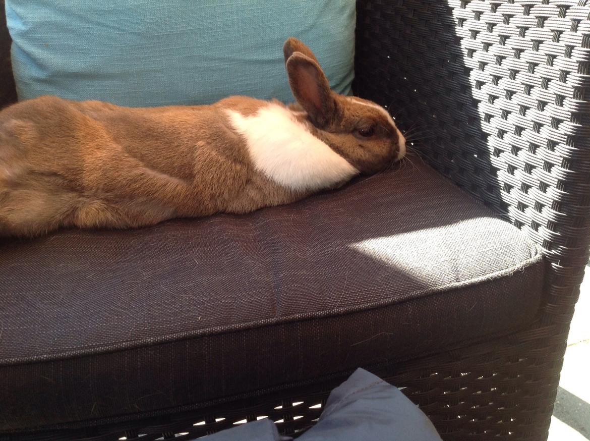 Kanin   Karamel billede 5