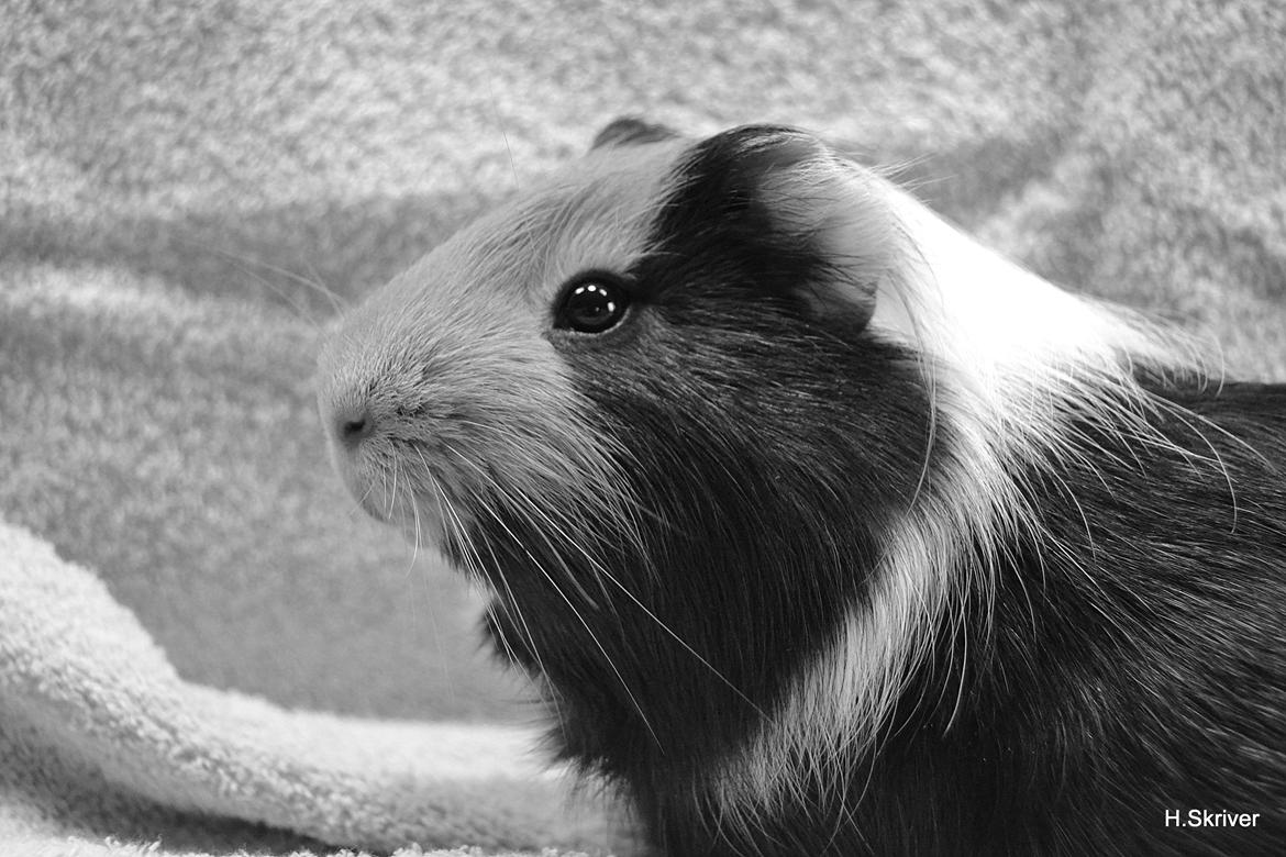 Marsvin Tejs billede 2