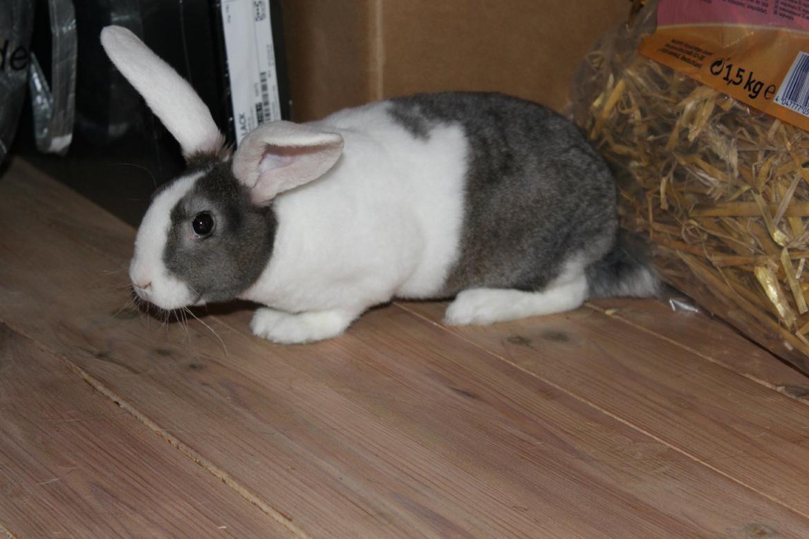 Kanin Wienertegnet Rex Joey Moe <3 billede 8