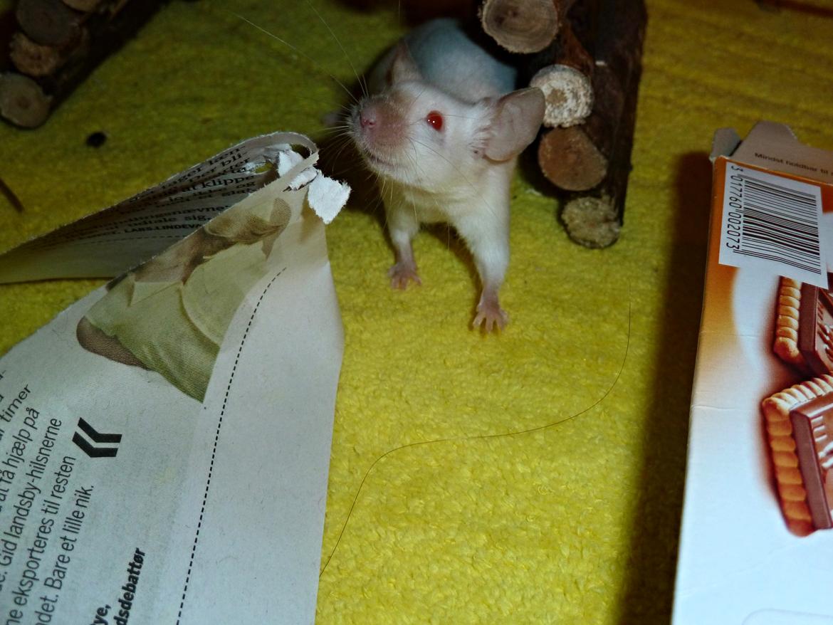 Mus Vejlmus' Ebony [Himmelgnaver] billede 32