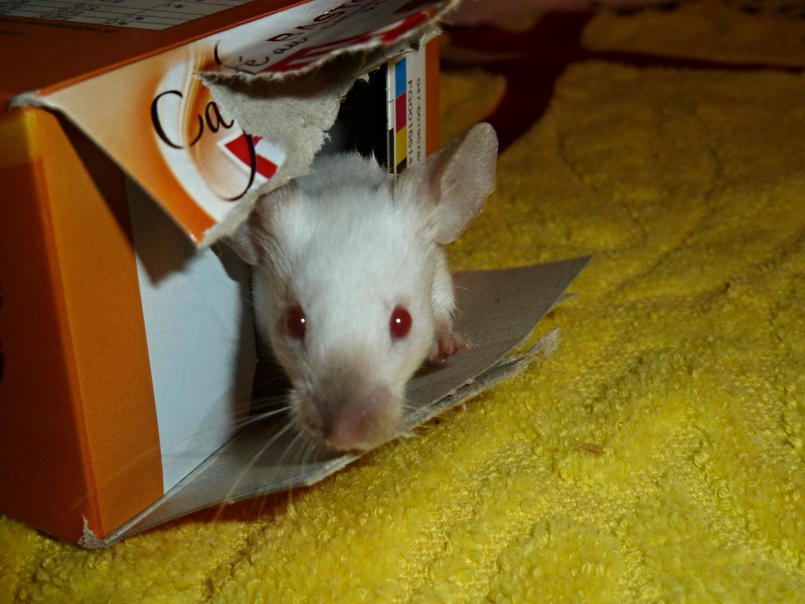 Mus Vejlmus' Ebony [Himmelgnaver] billede 18