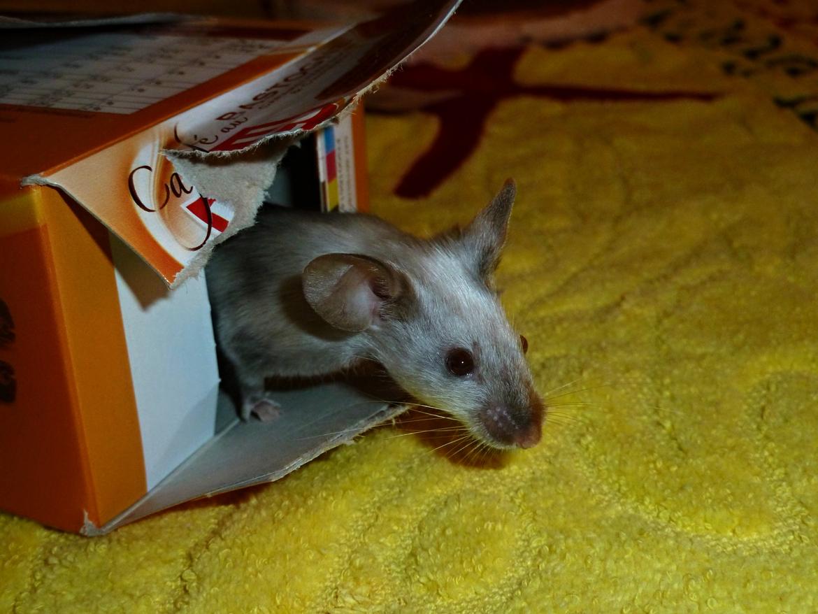 Mus Vejlmus' Ebay [Himmelgnaver] billede 45