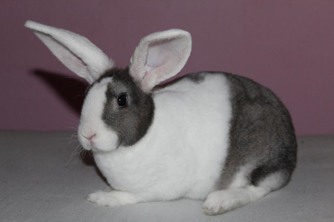 Kanin Wienertegnet Rex Joey Moe <3 billede 11