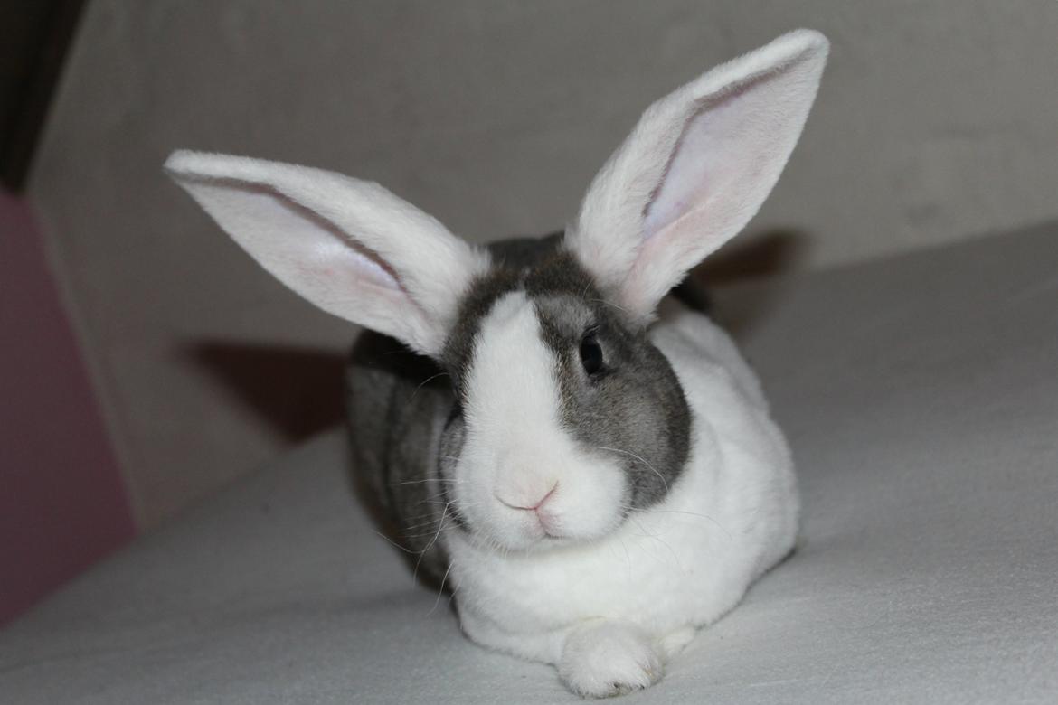 Kanin Wienertegnet Rex Joey Moe <3 billede 12