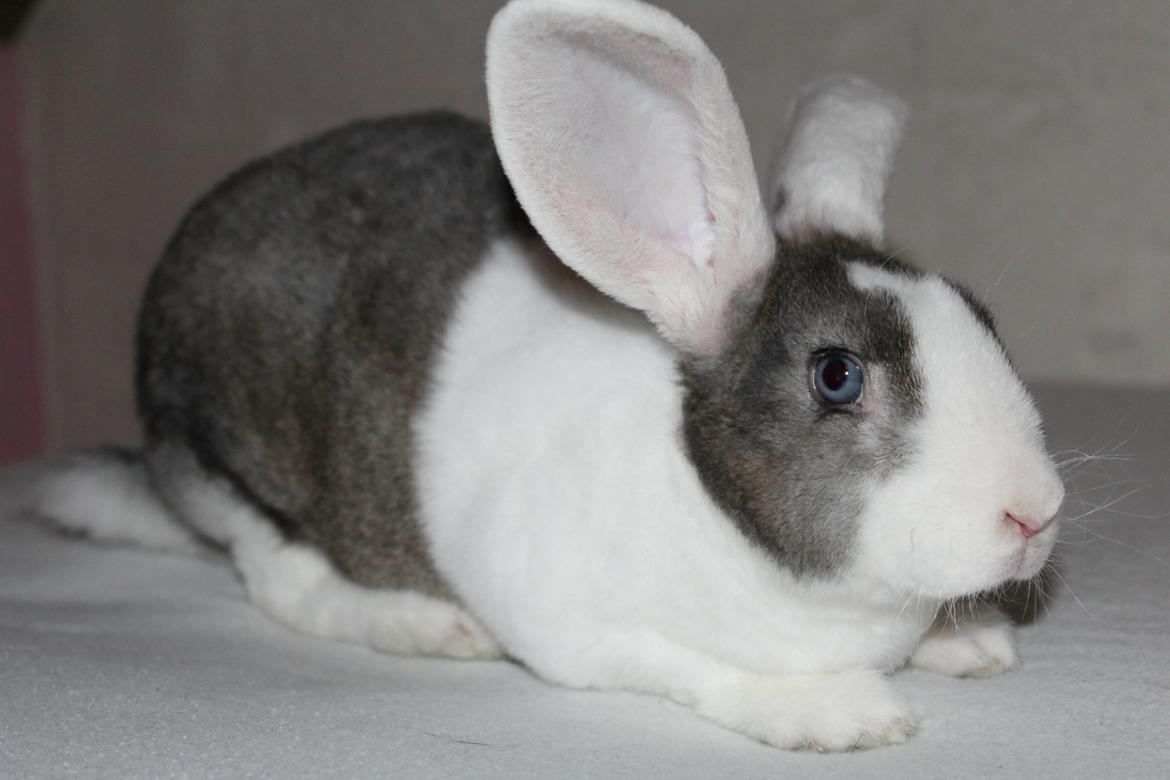 Kanin Wienertegnet Rex Joey Moe <3 billede 13