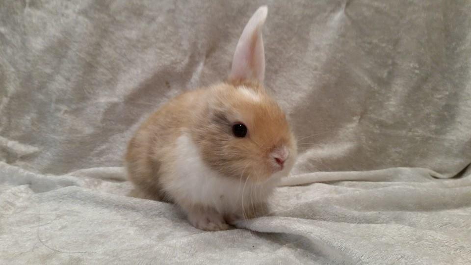 Kanin Enøre billede 11