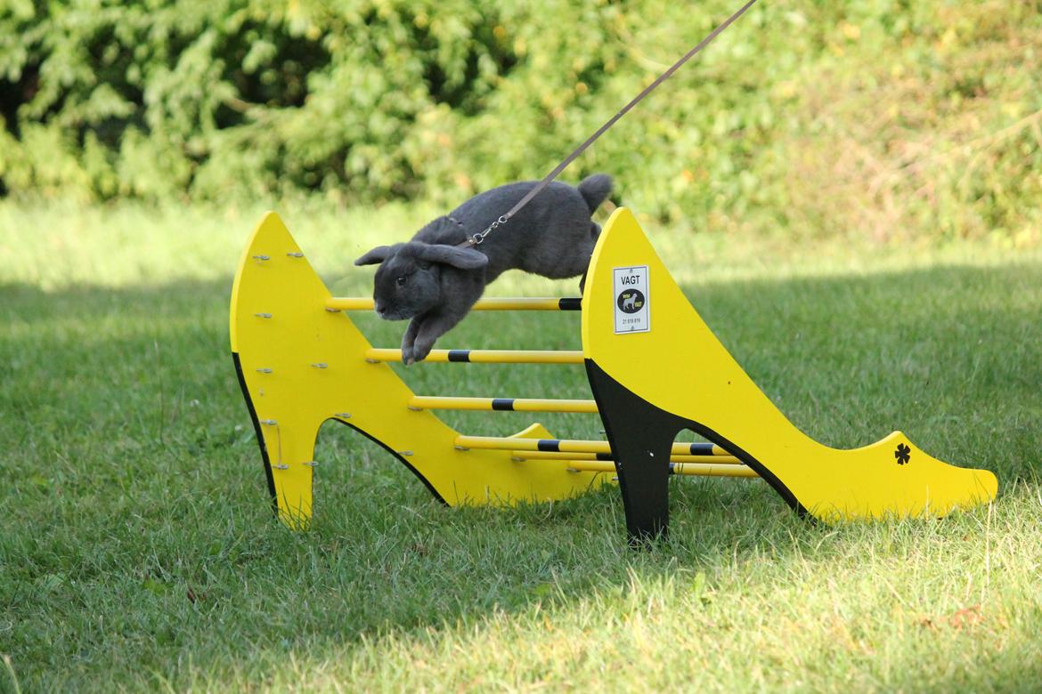 Kanin Funnys Obsessed With Me billede 2