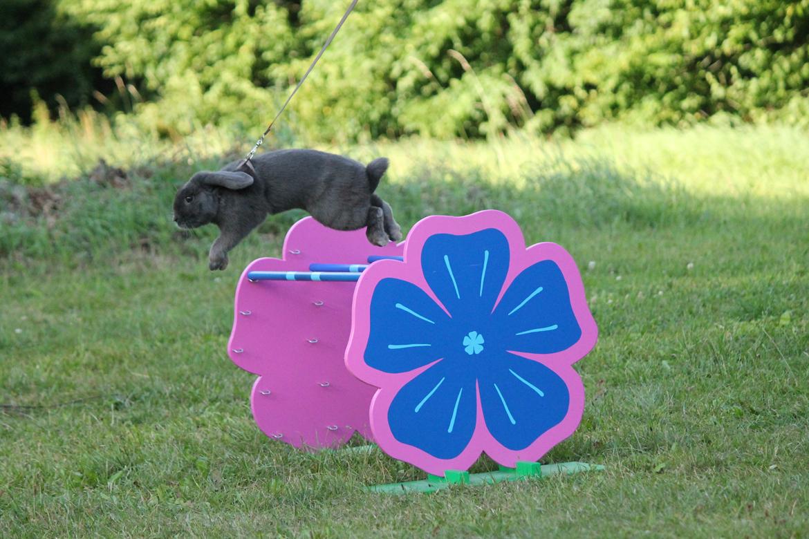 Kanin Funnys Obsessed With Me billede 4