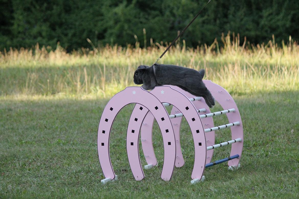 Kanin Funnys Obsessed With Me billede 8