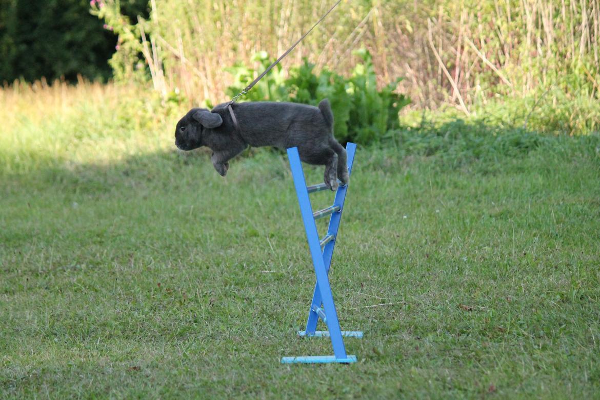 Kanin Funnys Obsessed With Me billede 6