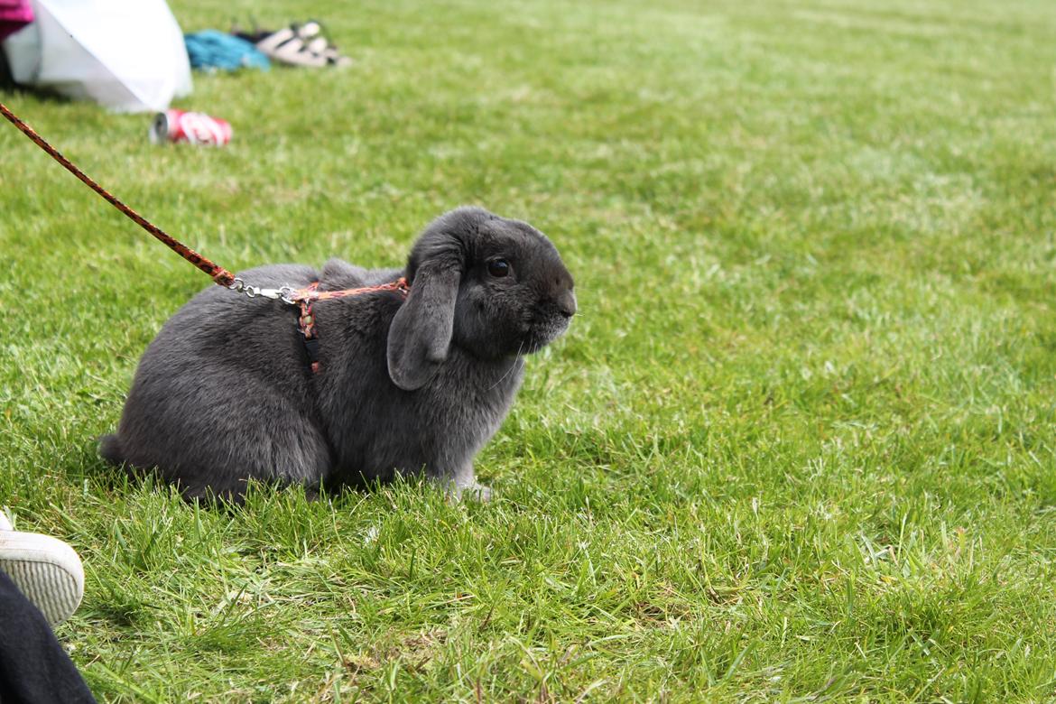 Kanin Funnys Obsessed With Me billede 9