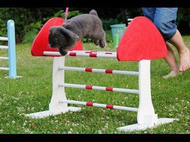 Kanin Funnys Obsessed With Me billede 5