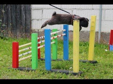 Kanin Funnys Obsessed With Me billede 7