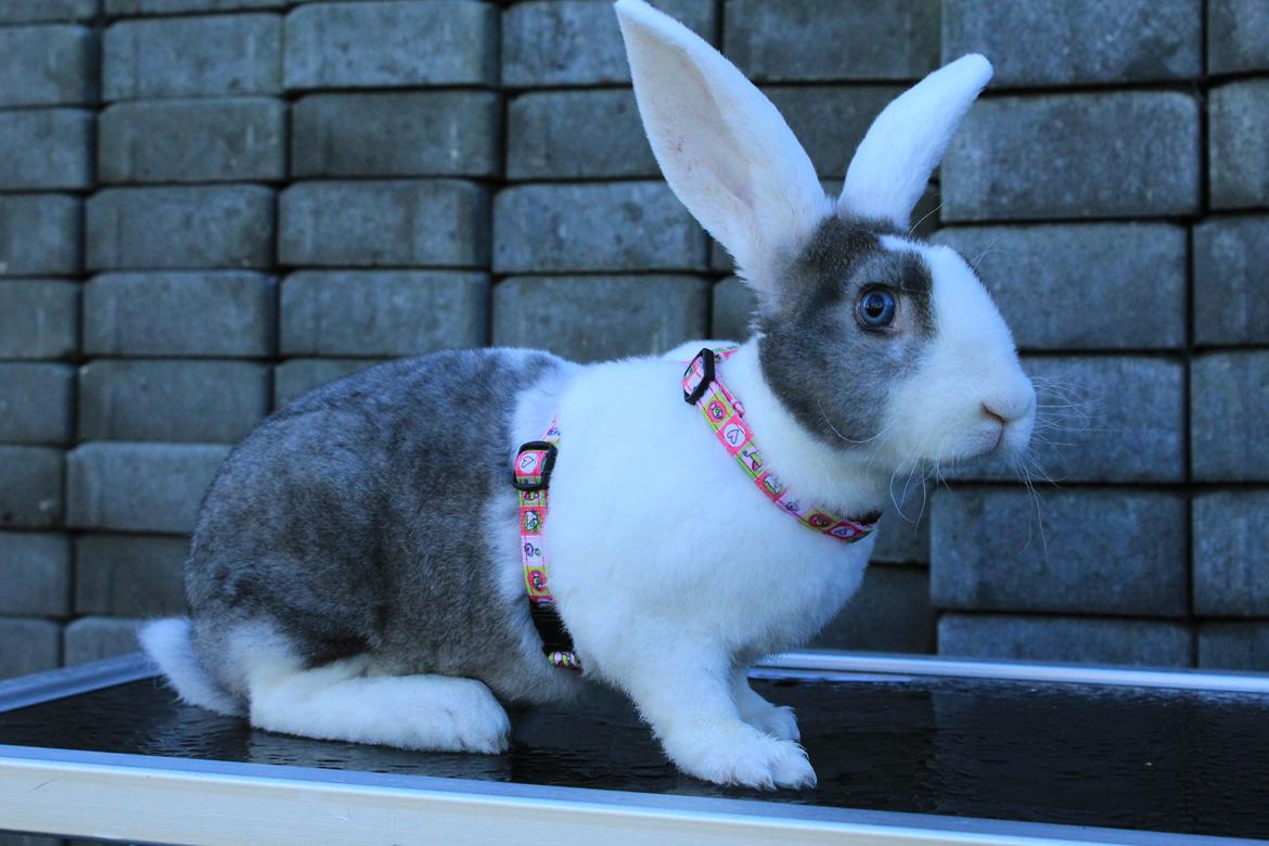 Kanin Wienertegnet Rex Joey Moe <3 billede 1