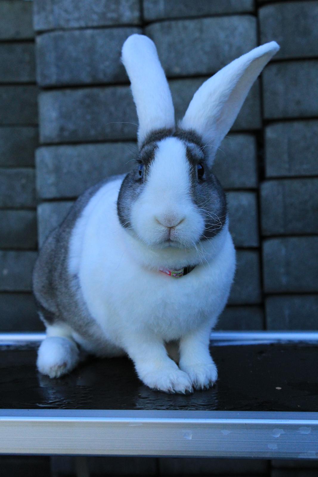 Kanin Wienertegnet Rex Joey Moe <3 billede 2