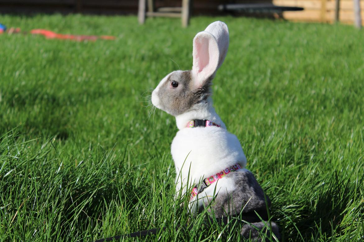Kanin Wienertegnet Rex Joey Moe <3 billede 3