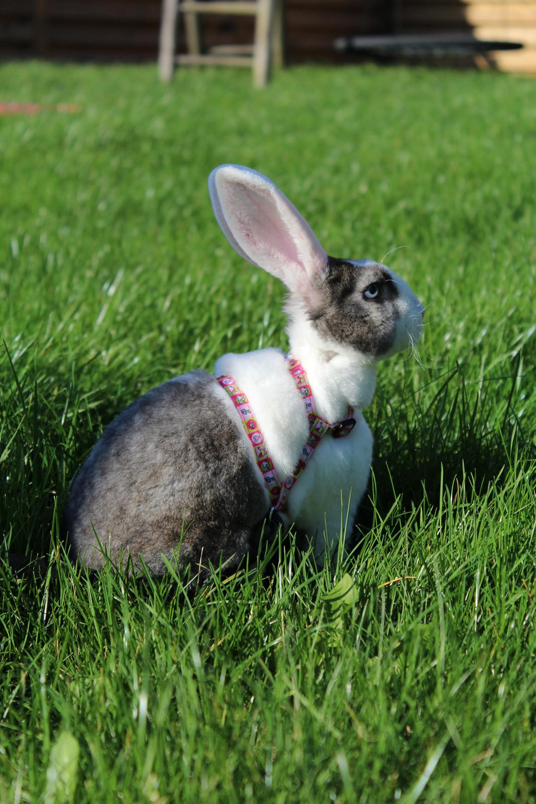 Kanin Wienertegnet Rex Joey Moe <3 billede 4