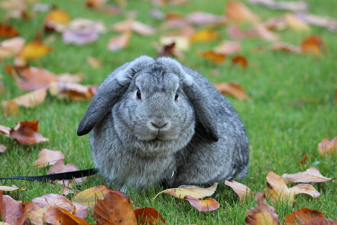 Kanin Ralf billede 22