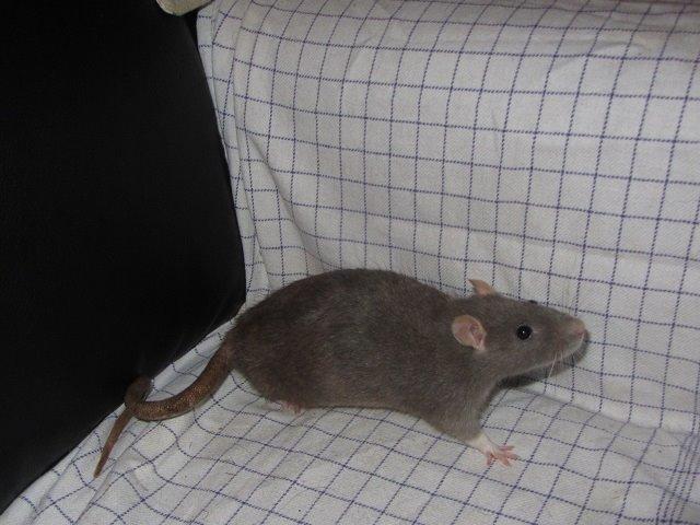 Tamrotte Starka billede 2