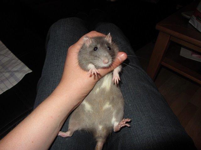 Tamrotte Starka billede 1