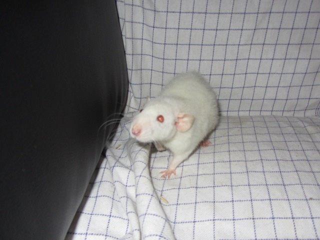 Tamrotte Liksye billede 2