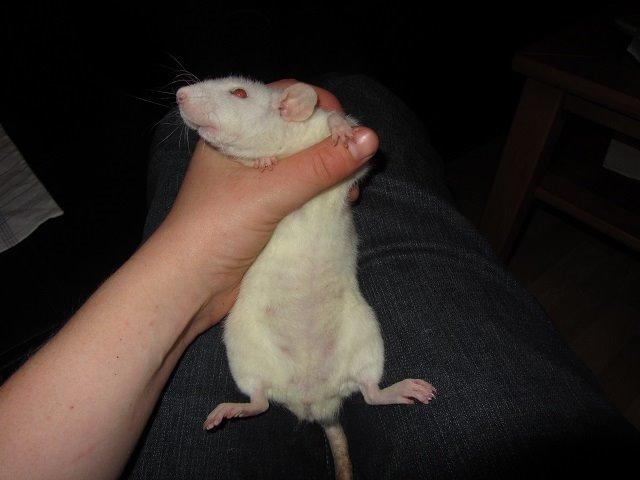 Tamrotte Liksye billede 1