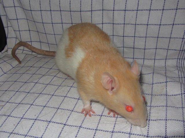 Tamrotte Cleo billede 2