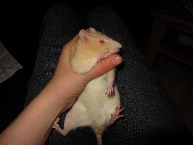 Tamrotte Cleo billede 1