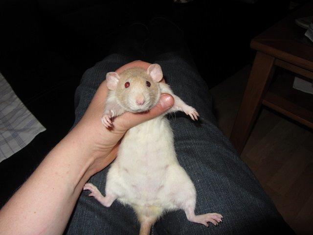 Tamrotte Cocio billede 1