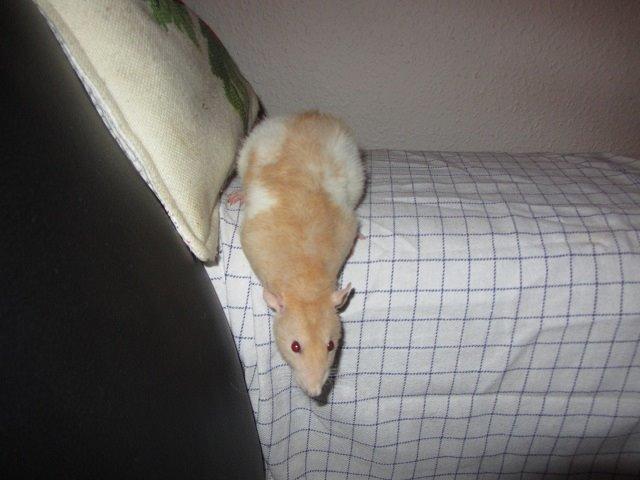 Tamrotte Cocio billede 2