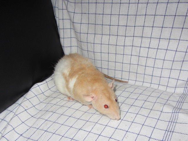 Tamrotte Cocio billede 5