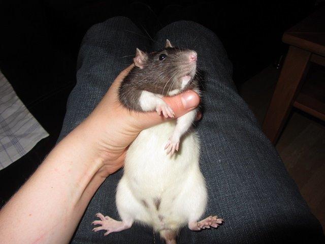 Tamrotte Minnie billede 1