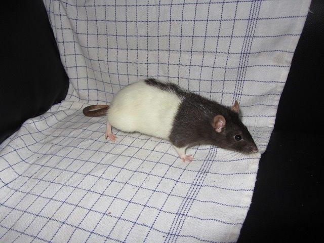 Tamrotte Minnie billede 2