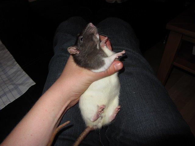 Tamrotte Minnie billede 3