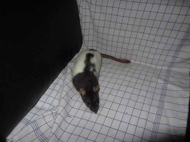 Tamrotte Minnie billede 4