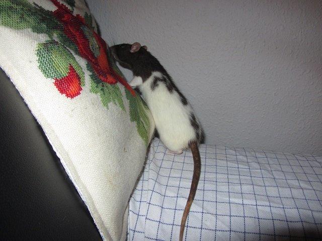 Tamrotte Minnie billede 5