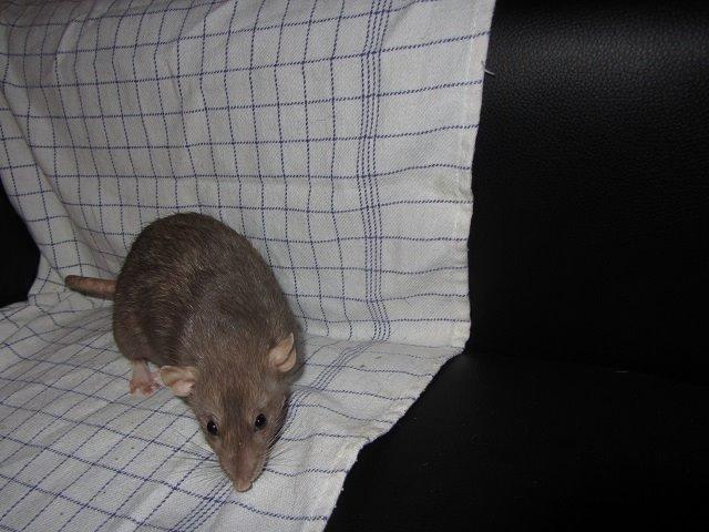 Tamrotte Pepper billede 4