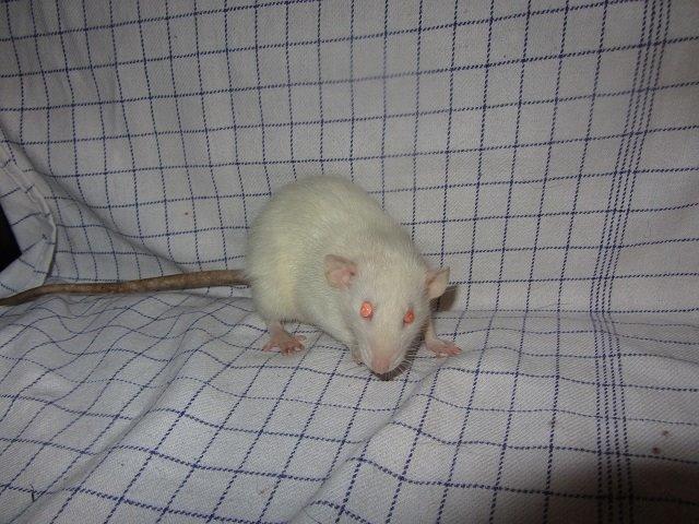 Tamrotte Fodspor billede 2