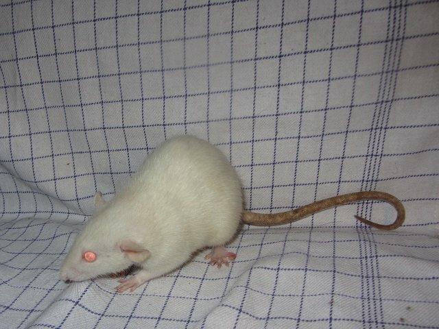 Tamrotte Fodspor billede 4