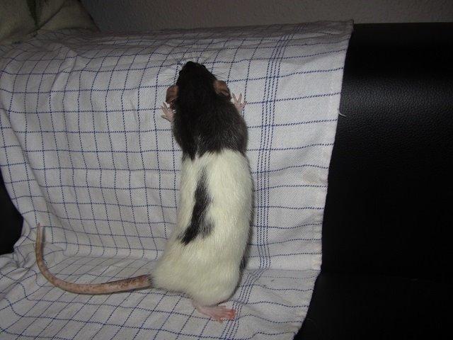 Tamrotte Sweet billede 4