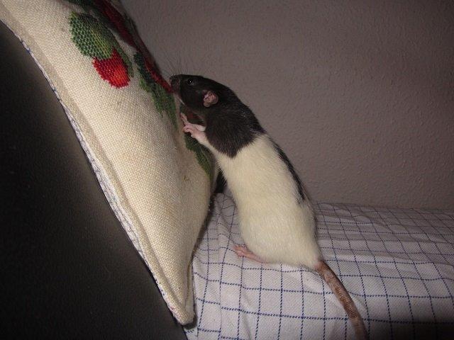 Tamrotte Sweet billede 5