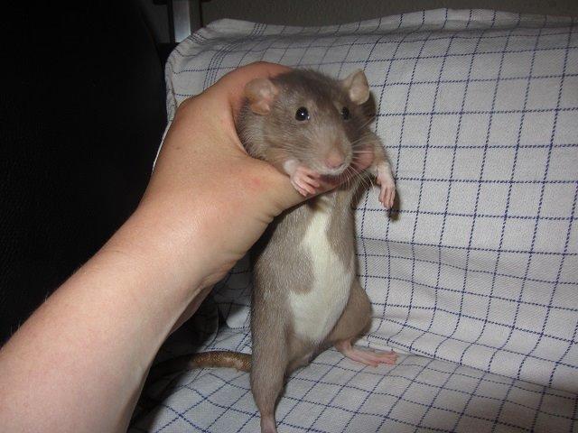 Tamrotte Pepper billede 6