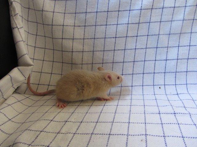 Tamrotte Echo billede 6