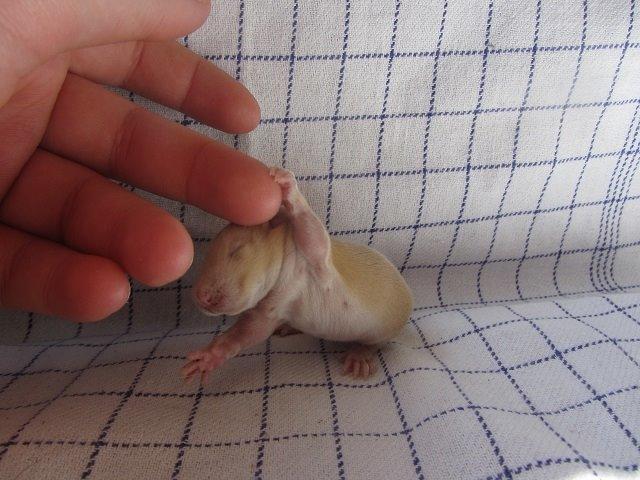 Tamrotte Echo billede 10