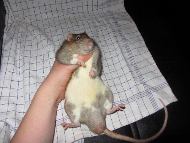 Tamrotte Benjamin billede 1