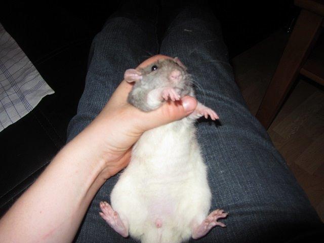 Tamrotte Heimdal billede 1