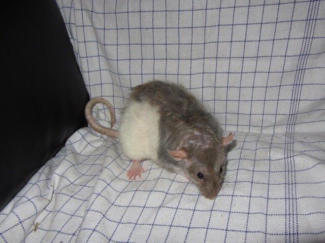 Tamrotte Heimdal billede 2